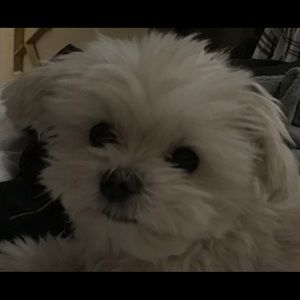 Meet your Posher, Molly k